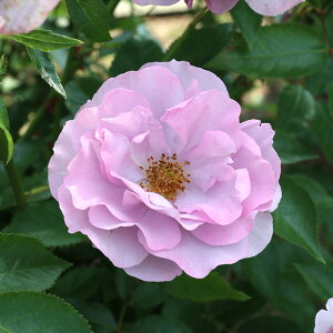 \̔ oc oc T IGeBX T}Jh io^o蒆 lG炫 KN ΂   hao 2{ȍ~