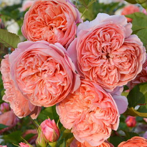 \̔ oc oc T IGeBX VN[h io^o蒆 lG炫 KN ΂  IW hao 2{ȍ~