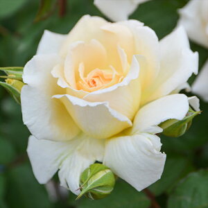 \̔ oc oc T IGeBX iƂ񂱂j io^o蒆 lG炫 KN ΂  N[ hao 2{ȍ~