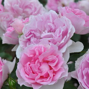 \̔ oc oc T IGeBX sNV[ io^o蒆 lG炫 KN ΂  sN hao 2{ȍ~