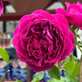 【楽天スーパーセール P5倍】 予約販売 バラ苗 バラ大苗 デルバール ルタンデスリーズ 品種登録出願中 四季咲き 薔薇 ばら 送料無料 赤紫 赤 hao 2月中旬以降発送