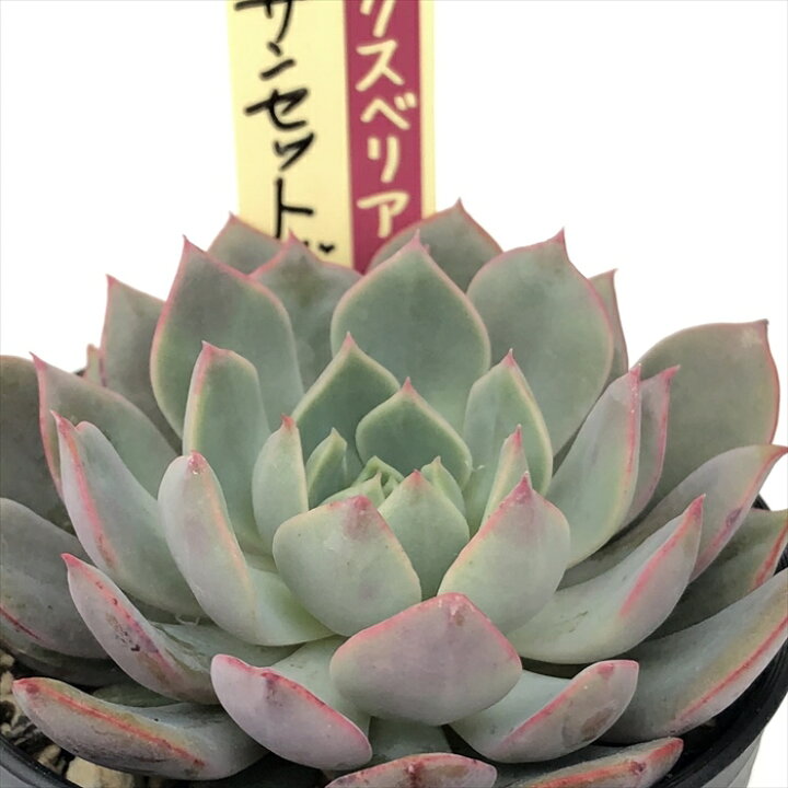 楽天市場】多肉植物 oriミックスベリア No.056 サンセットグレイ 多肉 