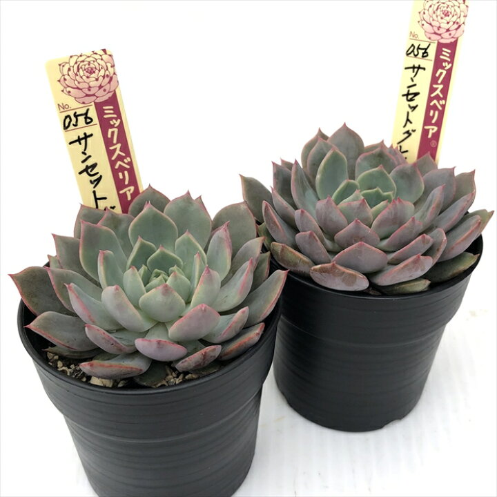 楽天市場】多肉植物 oriミックスベリア No.056 サンセットグレイ 多肉  