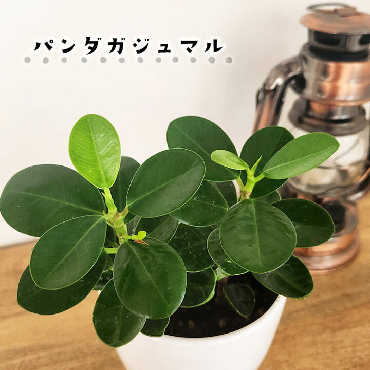 楽天市場】観葉植物 cot パンダガジュマル タイワンガジュマル 3.5号鉢  