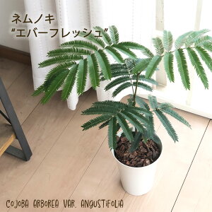 ϗtA lmL Go[tbV 5  ϗtA  蕨 v[g CeA 