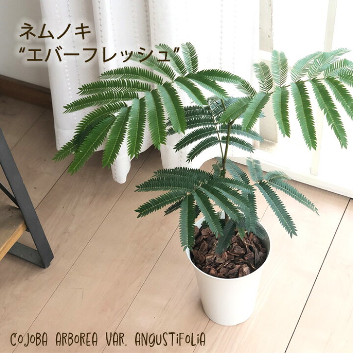 楽天市場】観葉植物 ネムノキ エバーフレッシュ 5号鉢 送料無料 観葉 