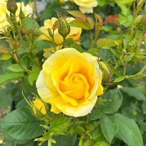 \̔ oc oc CA ɓ̗xqîǂ肱j o^i KN ΂  o c F kso 2{ȍ~