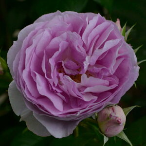 \̔ oc oc ^^E G[fV^C io^o蒆 KN ΂  o c sN kso 2{ȍ~