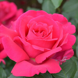 \̔ oc oc CA ܃Aglbg o^i KN ΂  o c sN kso 2{ȍ~