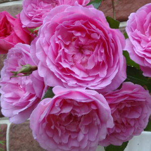 \̔ oc oc CA I[Lbh }X o^i KN ΂  o c sN kso 2{ȍ~