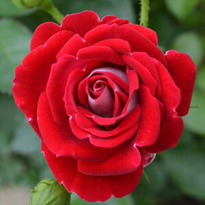 \̔ oc oc RfX x̖î߁j o^i KN ΂  o c  kso 2{ȍ~