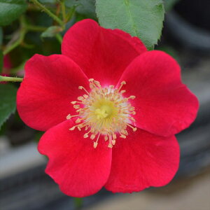 \̔ oc oc CA LfBA fBh o^i KN ΂  o c  kso 2{ȍ~