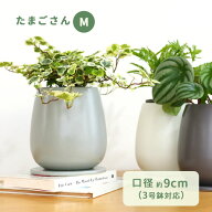 カラーが選べる植木鉢 たまごさん Mサイズ 資 PP-0032-M 3号 受皿付 陶器 鉢 インテリア 多肉植物 おしゃ…