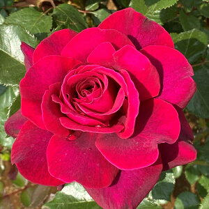 \̔ oc oc RfX WvV[ \E io^o蒆 KN ΂  o c Ԏ kso 2{ȍ~