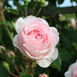 \̔ oc oc RfX Vf o^i KN ΂  o c sN kso 2{ȍ~