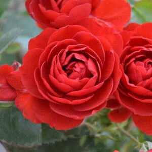 \̔ oc oc CA XJ[bg {jJ o^i KN ΂  o c  kso 2{ȍ~