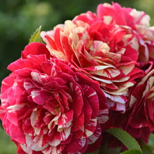 \̔ oc oc RfX gC gC gCI o^i KN ΂  o c  kso 2{ȍ~