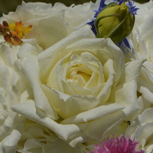 \̔ oc oc C^[vc p[ CO io^o蒆 KN ΂  o c  kso 2{ȍ~