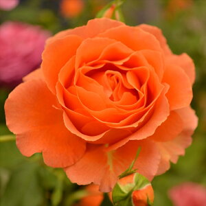 \̔ oc oc CA ru  oJX! o^i KN ΂  o c IW kso 2{ȍ~