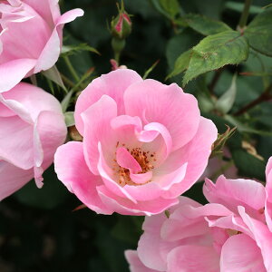 \̔ oc oc CA ubVO mbN AEg o^i KN ΂  o c sN kso 2{ȍ~