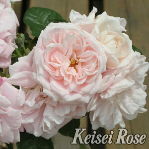 \̔ oc oc CA U[  G[ o^i KN ΂  o c sN kso 2{ȍ~