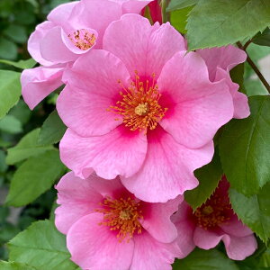 \̔ oc oc RfX V[[CsN io^o菀 KN ΂  o c sN kso 2{ȍ~