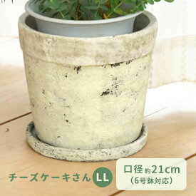 カラーが選べる植木鉢 チーズケーキさん LLサイズ 資 PP-0111LL 6号 受皿付 陶器 鉢 インテリア 多肉植物 おしゃれ 観葉植物 plt