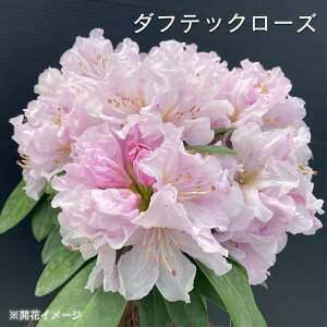 予約販売 シャクナゲ ダフテックローズ 5号鉢 登録品種 開花予定株 西洋シャクナゲ しゃくなげ 石楠花 花苗 常緑 花木 tnb 11月下旬以降発送