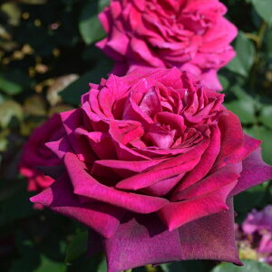 \̔ oc oc RfX O[tB fBAi o^i KN ΂  o c sN kso 2{ȍ~