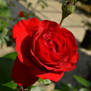 \̔ oc oc RfX eBA[ io^o蒆 KN ΂  o c  kso 2{ȍ~