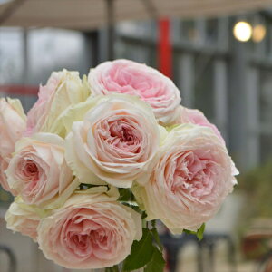 \̔ oc oc RfX vZX F[ KN ΂  o c sN kso 2{ȍ~