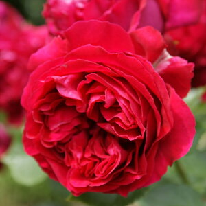 \̔ oc oc CA [W sG[ hD T[ o^i KN ΂  o c  kso 2{ȍ~