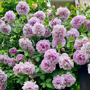 \̔ oc oc ^^E Cj[u[ o^i KN ΂  o c  kso 2{ȍ~