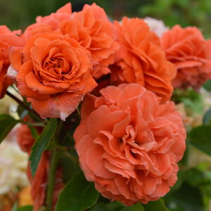 \̔ oc oc RfX RfXIW[ o^i KN ΂  o c IW kso 2{ȍ~