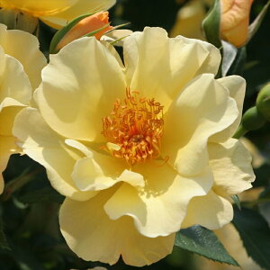 \̔ oc oc CA c X}C[tFCX o^i KN ΂  o c F kso 2{ȍ~