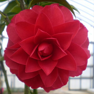 \̔  d炫  12cm|bg Jԗ\芔 d炫 ΂ coL  ؂  Ԗ tnb 11{ȍ~