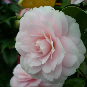 \̔  ታ 12cm|bg Jԗ\芔 d炫 ΂ coL  ؂  Ԗ tnb 11{ȍ~