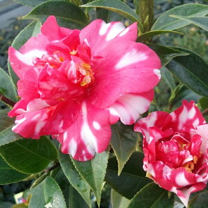 \̔  Ȑ璹 12cm|bg Jԗ\芔 d炫 ΂ coL  ؂  Ԗ tnb 11{ȍ~