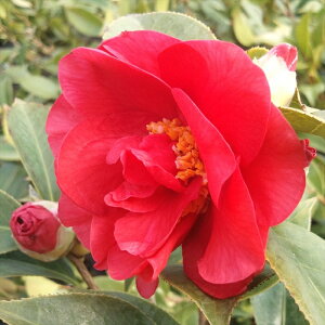 \̔   12cm|bg Jԗ\芔 d炫 ΂ coL  ؂  Ԗ tnb 11{ȍ~