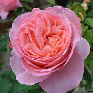 \̔ oc oc CA }hA[ CA io^o蒆 KN ΂  o c sN kso 2{ȍ~