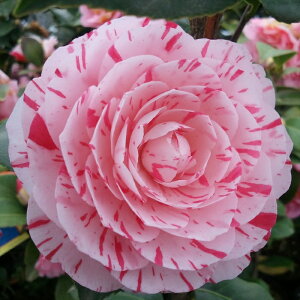 \̔  Ԍ} 12cm|bg Jԗ\芔 d炫 ΂ coL  ؂  Ԗ tnb 11{ȍ~