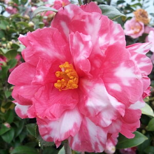 \̔  tR 12cm|bg Jԗ\芔 d炫 ΂ coL  ؂  Ԗ tnb 11{ȍ~
