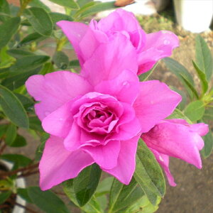 \̔ ccW d厇 12cm|bg Jԗ\芔  ԕc  Ԗ tnb 11{ȍ~