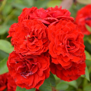 \̔ oc oc RfX r[ t[ J[jo io^o蒆 KN ΂  o c  kso 2{ȍ~