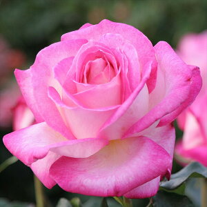 \̔ oc oc CA JtHjA h[~O o^i KN ΂  o c sN kso 2{ȍ~