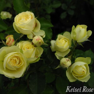 予約販売 バラ苗 バラ大苗 メイアン クリーミーエデン 登録品種 薔薇 ばら 送料無料 京成バラ園 大苗 クリーム 黄色 kso 2月中旬以降発送