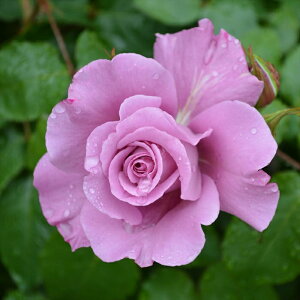 \̔ oc oc CA tF[ o^i KN ΂  o c  kso 2{ȍ~