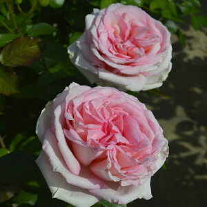 \̔ oc oc RfX }J sN io^o蒆 KN ΂  o c sN kso 2{ȍ~