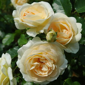 \̔ oc oc ^^E }[ Aglbg o^i KN ΂  o c F kso 2{ȍ~