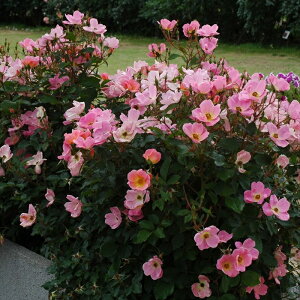 \̔ oc oc CA C{[ mbN AEg o^i KN ΂  o c sN kso 2{ȍ~